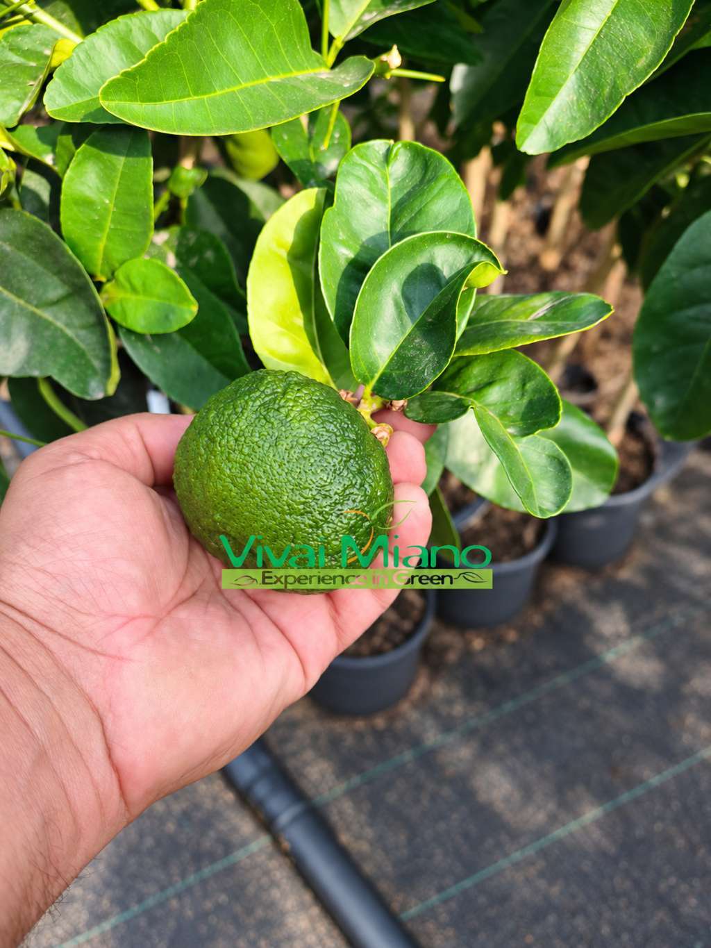 Scopri il Cedro Pompia: la nuova rarità antica arrivata nei Vivai Miano