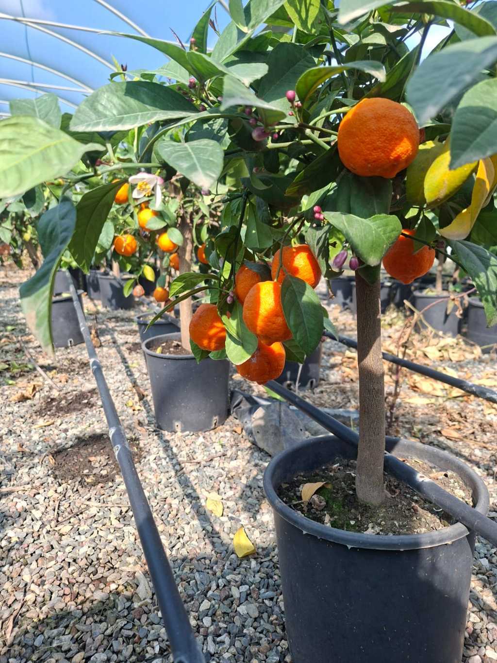 Lima-de-Rangpur: Cultivo, Características e Usos | Viveiros Miano ...