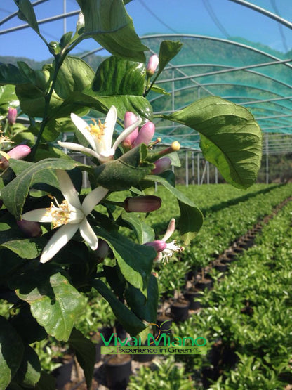 Pianta di Limone (vaso 24 - Cespuglio)