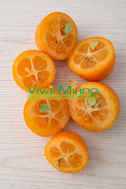 Pianta di Kumquat - Mandarino Cinese (vaso - 20) con frutto