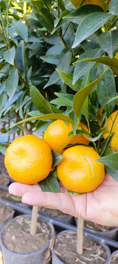 Pianta di Mandarino (vaso - 20)