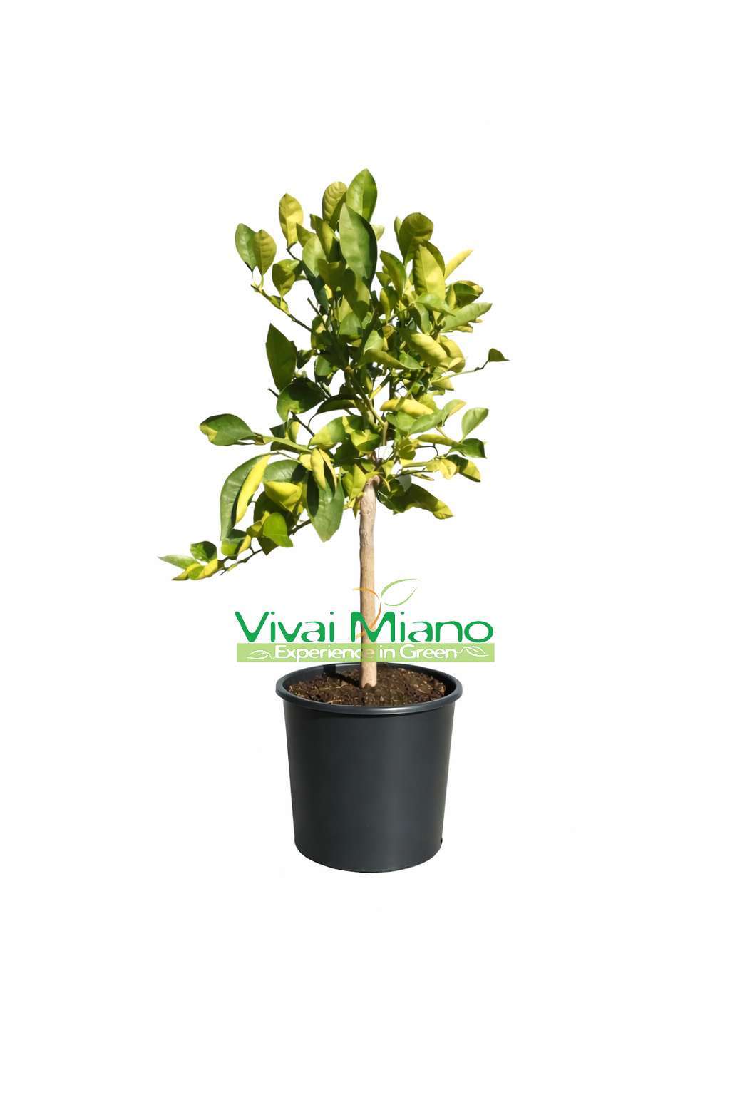 Pianta di Arancio Tarocco Lempso (vaso 24 - Cespuglio)