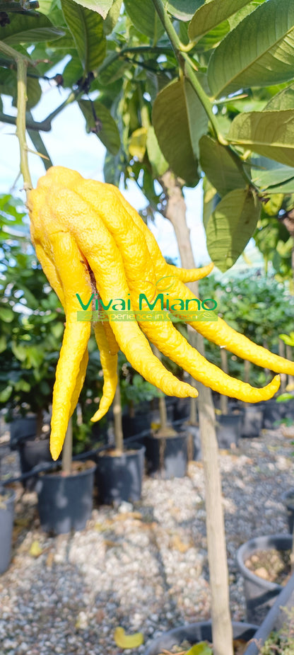 Pianta di Cedro Mano di Budda (vaso - 20)