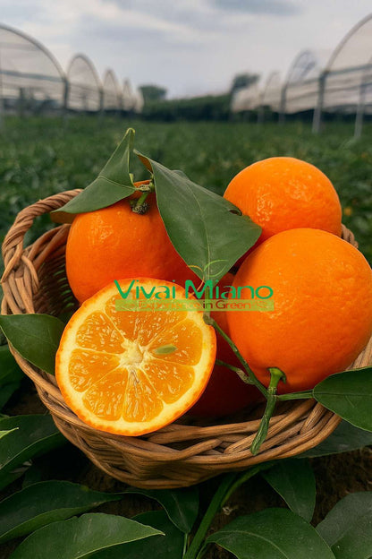 Pianta di Limone Volkameriana