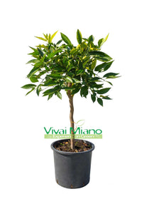 Pianta di Clementine (vaso - 20)