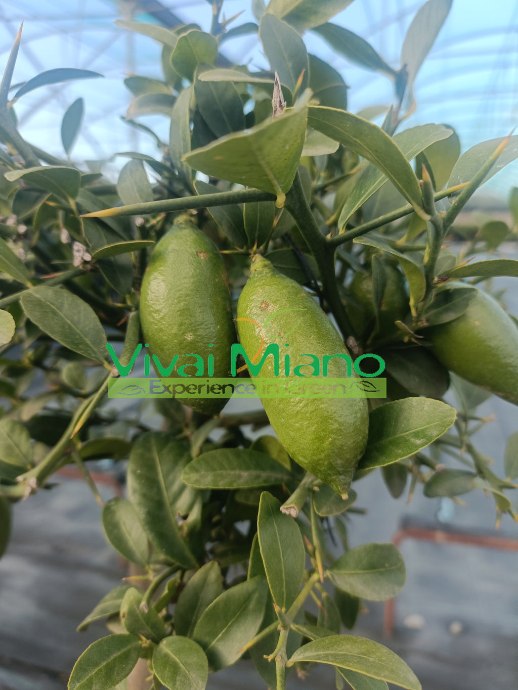 Pianta di Finger Lime Bianco (vaso - 20)