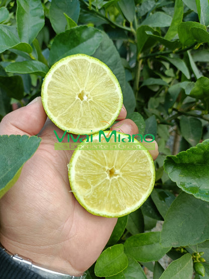 Pianta di Lime (vaso - 24)