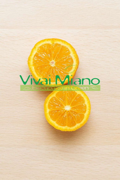 Pianta di Lime Rossa di Rangpur