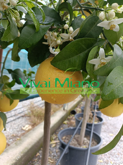 Pianta di Pompelmo Star - Ruby (vaso - 20)