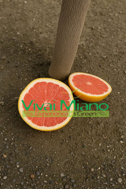 Pianta di Pompelmo Star Ruby o Rosa