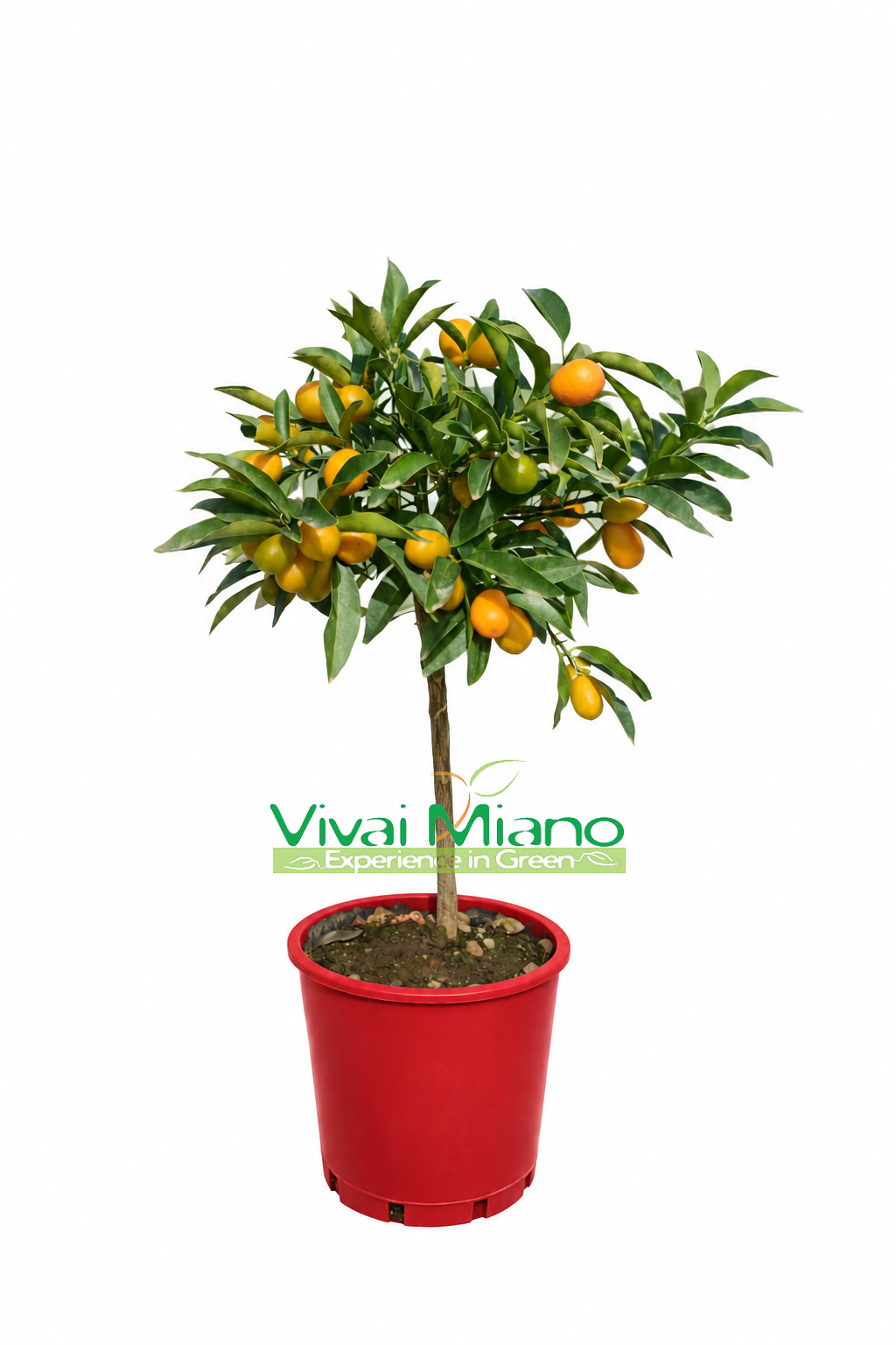 Kumquat com FRUTO - vaso Ø 20 Vermelho
