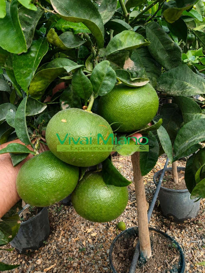 Planta de Clementine Satsuma Miyagawa (vaso - 20)