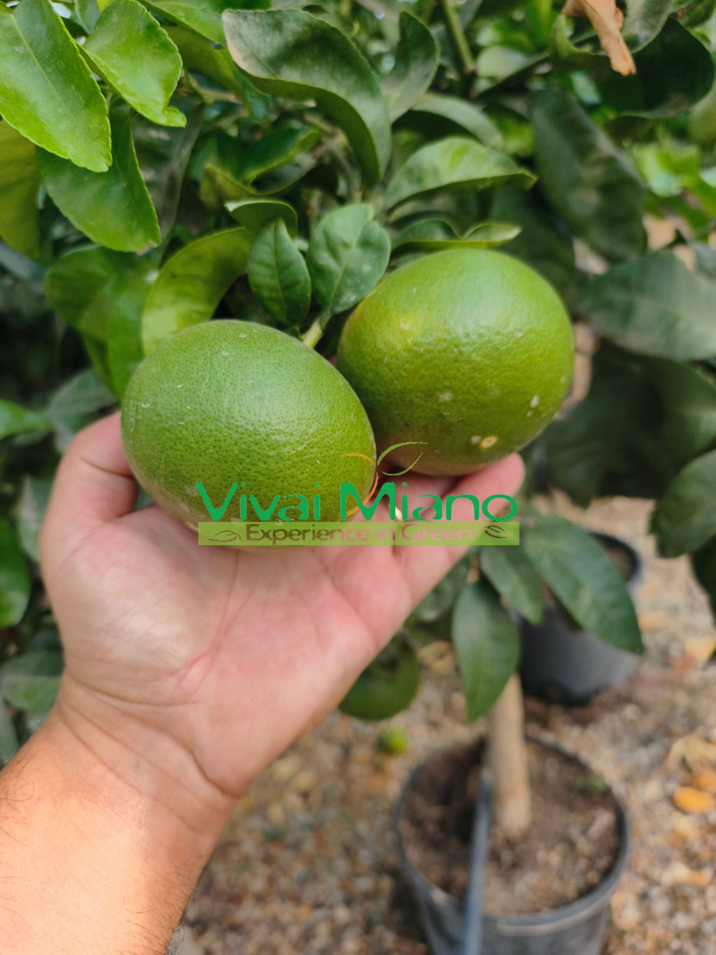 Planta de Clementine Satsuma Miyagawa (vaso - 20)