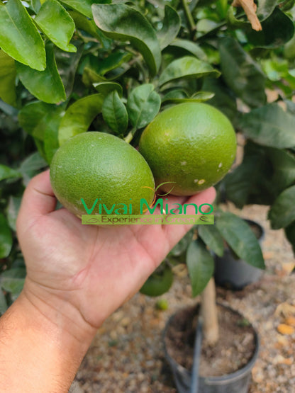 Planta de Clementine Satsuma Miyagawa (vaso - 20)