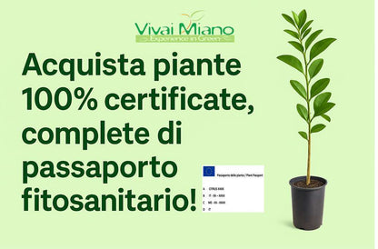 Pianta di Limone Meyer