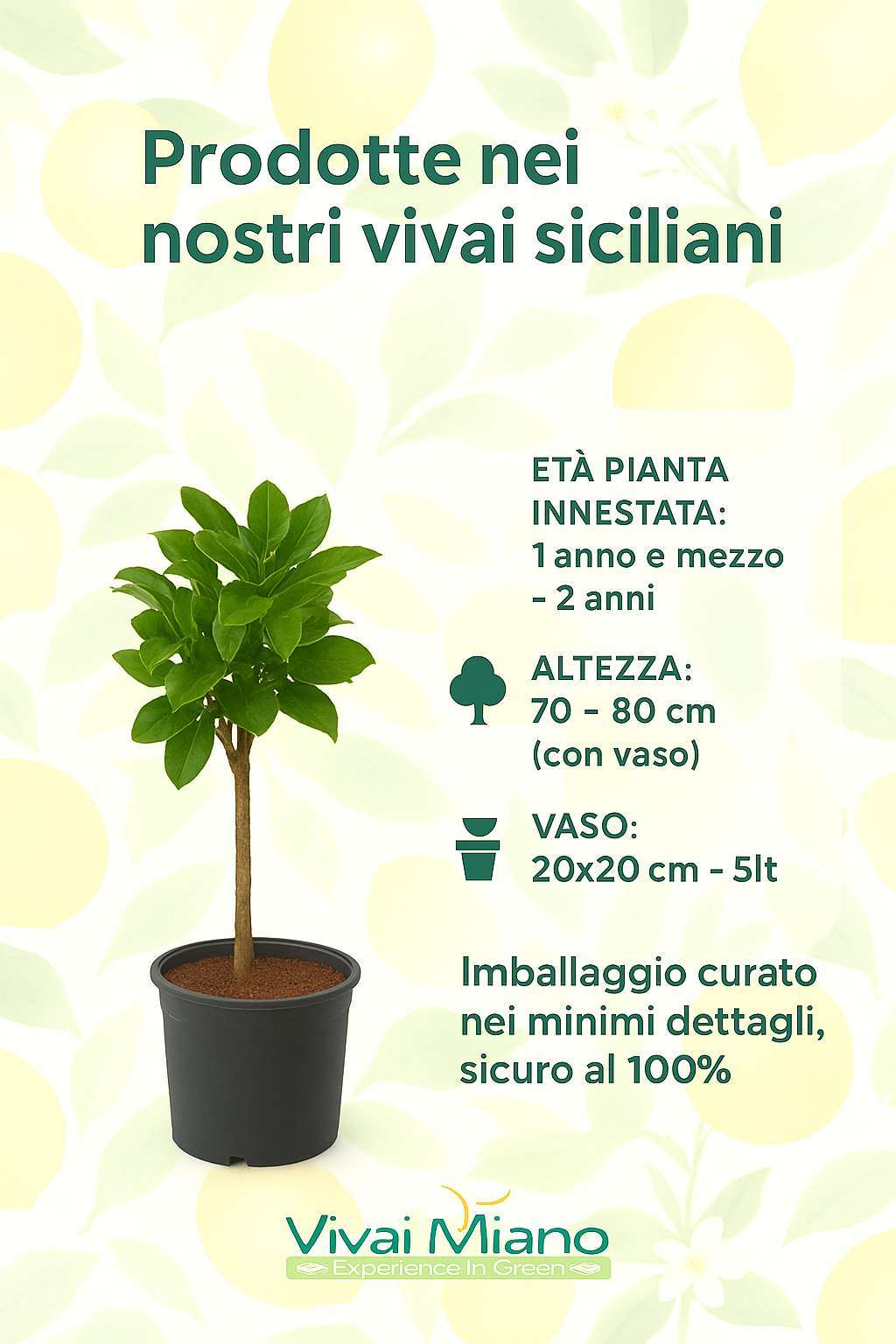 Pianta di Pompelmo Star - Ruby (vaso - 20)